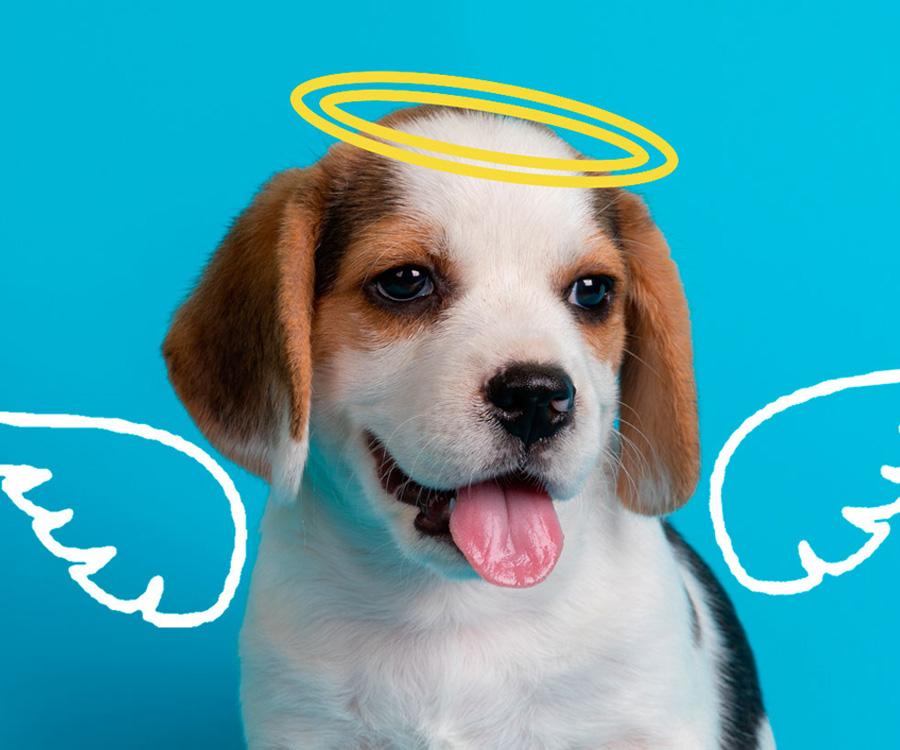 Cremación de mascotas Francisco de Asis